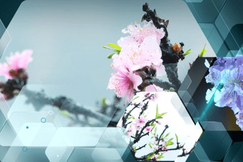 Lễ hội hoa đào Xứ Lạng 2026